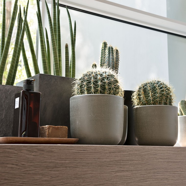 Verschiedene Pflanzen stehen auf einem Fensterbrett Verschiedene Pflanzen stehen auf einem Fensterbrett