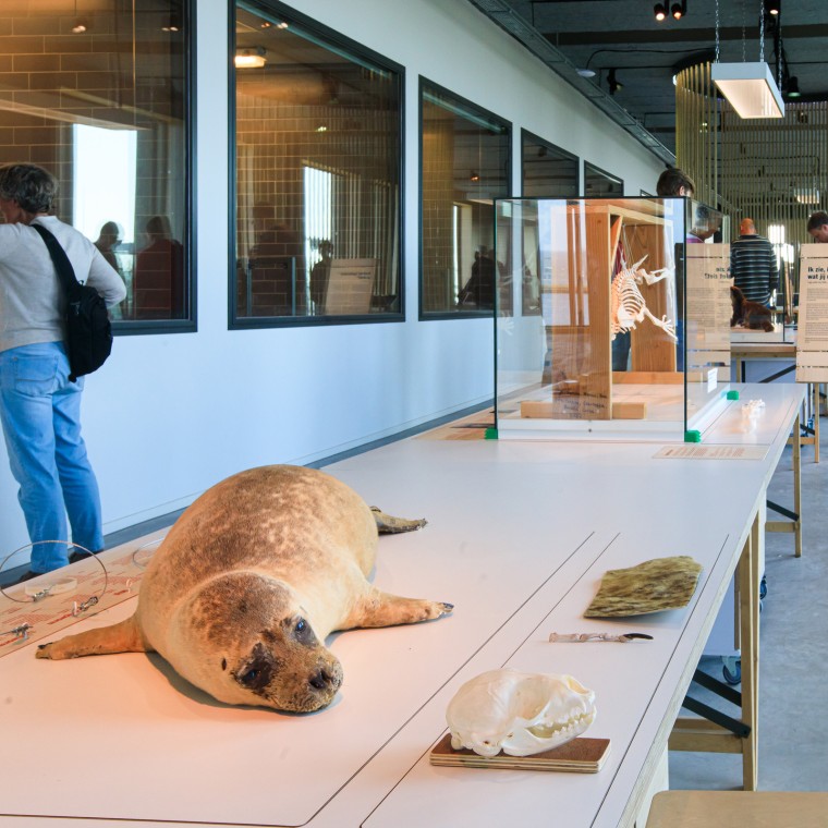 Wussten Sie, dass die Robbe das grösste Raubtier der Niederlande ist? (© Tjeerd Visser)
